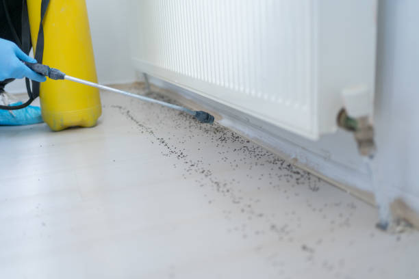 Best Pest Prevention Services  in Groveton, VA